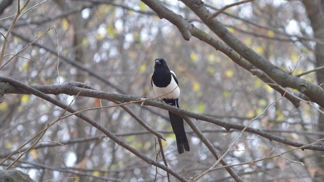 burung murai batu