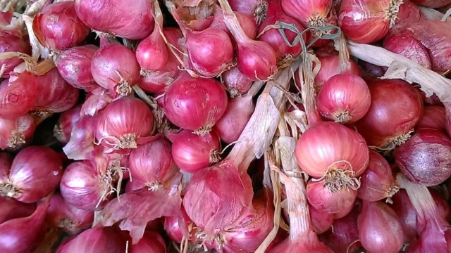 cara menanam bawang merah