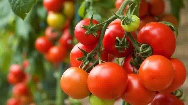 tanaman tomat merah hidroponik