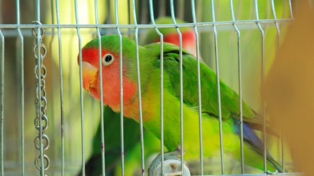 cara ternak lovebird