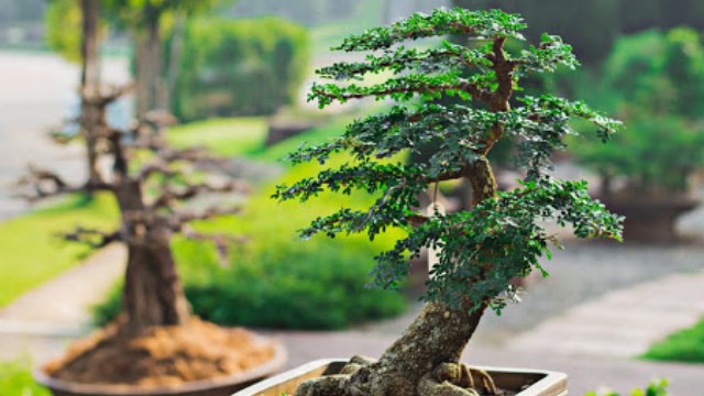 tanaman bonsai