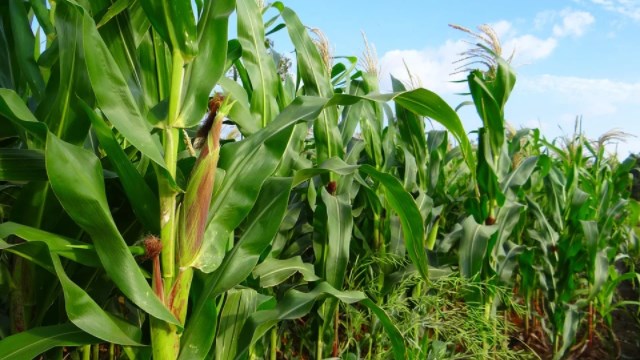 tanaman jagung