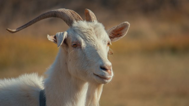 ternak kambing